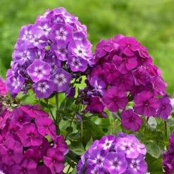 Phlox Paniculata Laura & Nicky