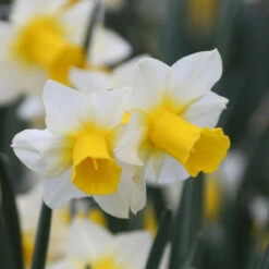 Daffodil Jonquilla Golden Echo