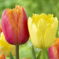 Tulip Fringed Maja & Lambada