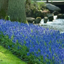 Muscari Armeniacum - Bulk Offer
