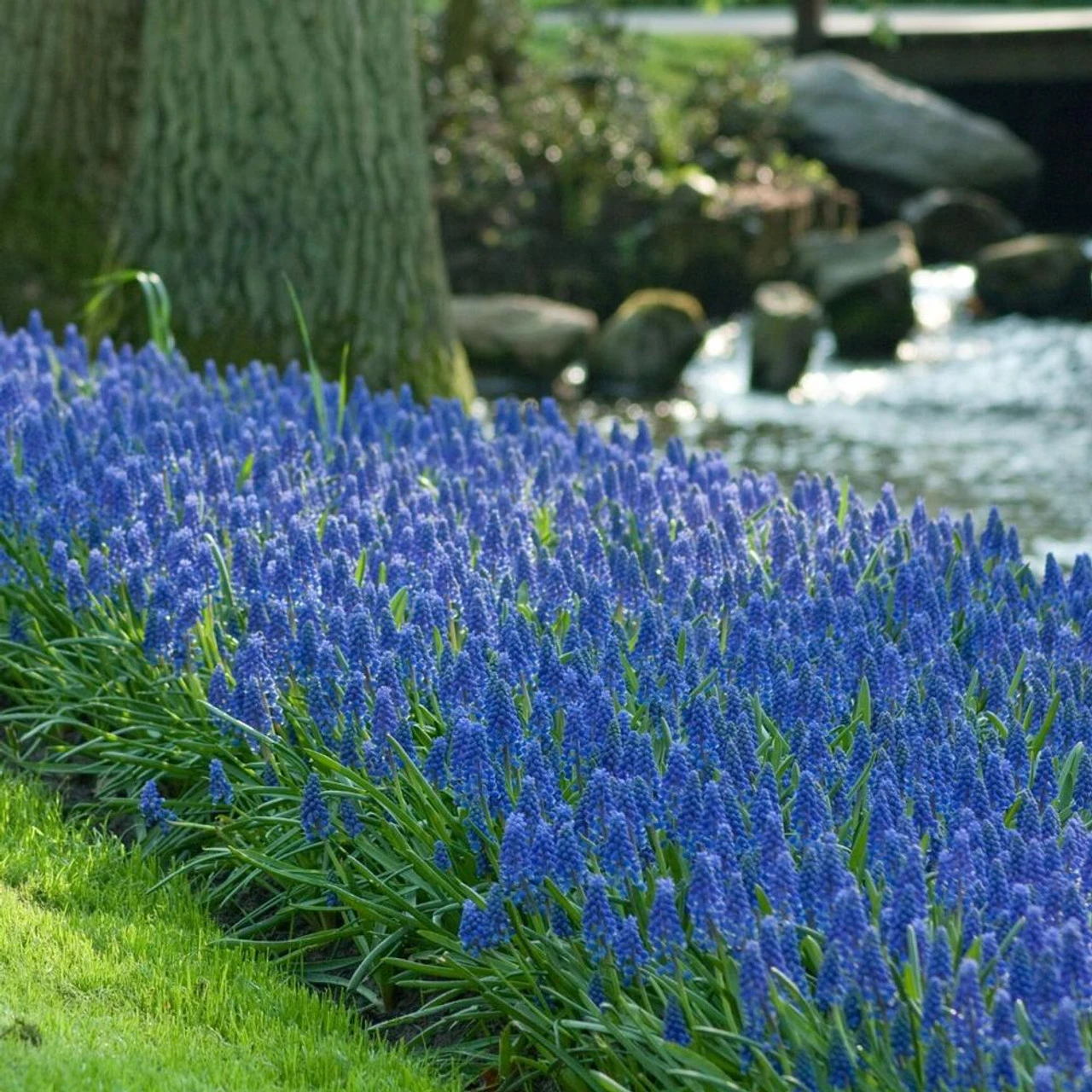 Muscari Armeniacum - Bulk Offer