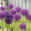 Allium Aflatunense Purple Sensation - Bulk Offer