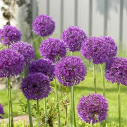 Allium Aflatunense Purple Sensation - Bulk Offer