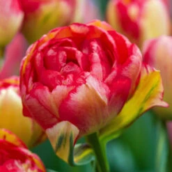 Tulip Double Late Sundowner