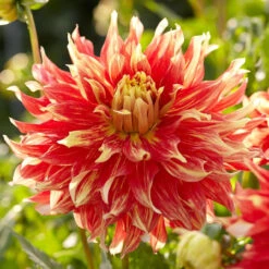 Dahlia Dinnerplate Bodacious