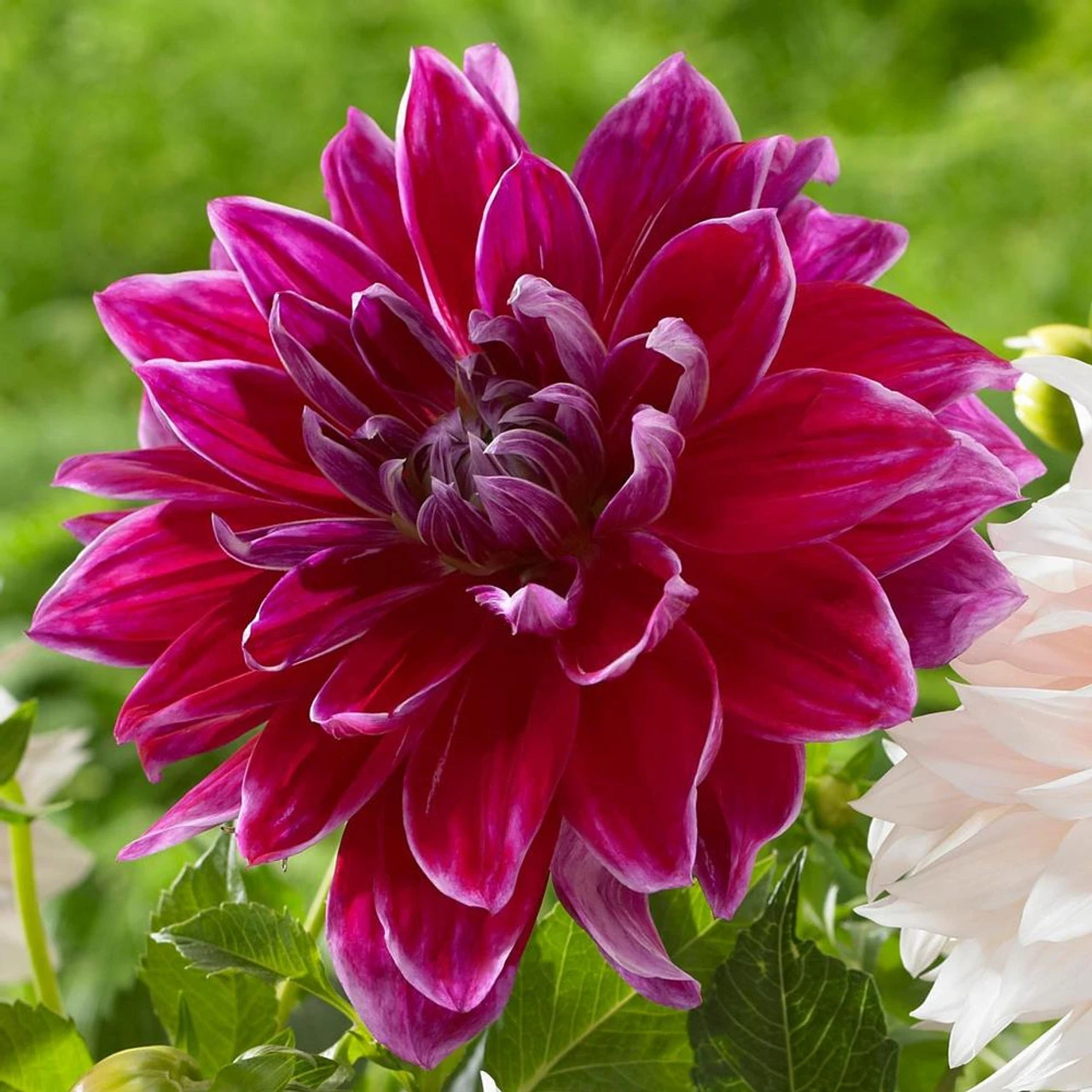 Dahlia Dinnerplate Mero Star