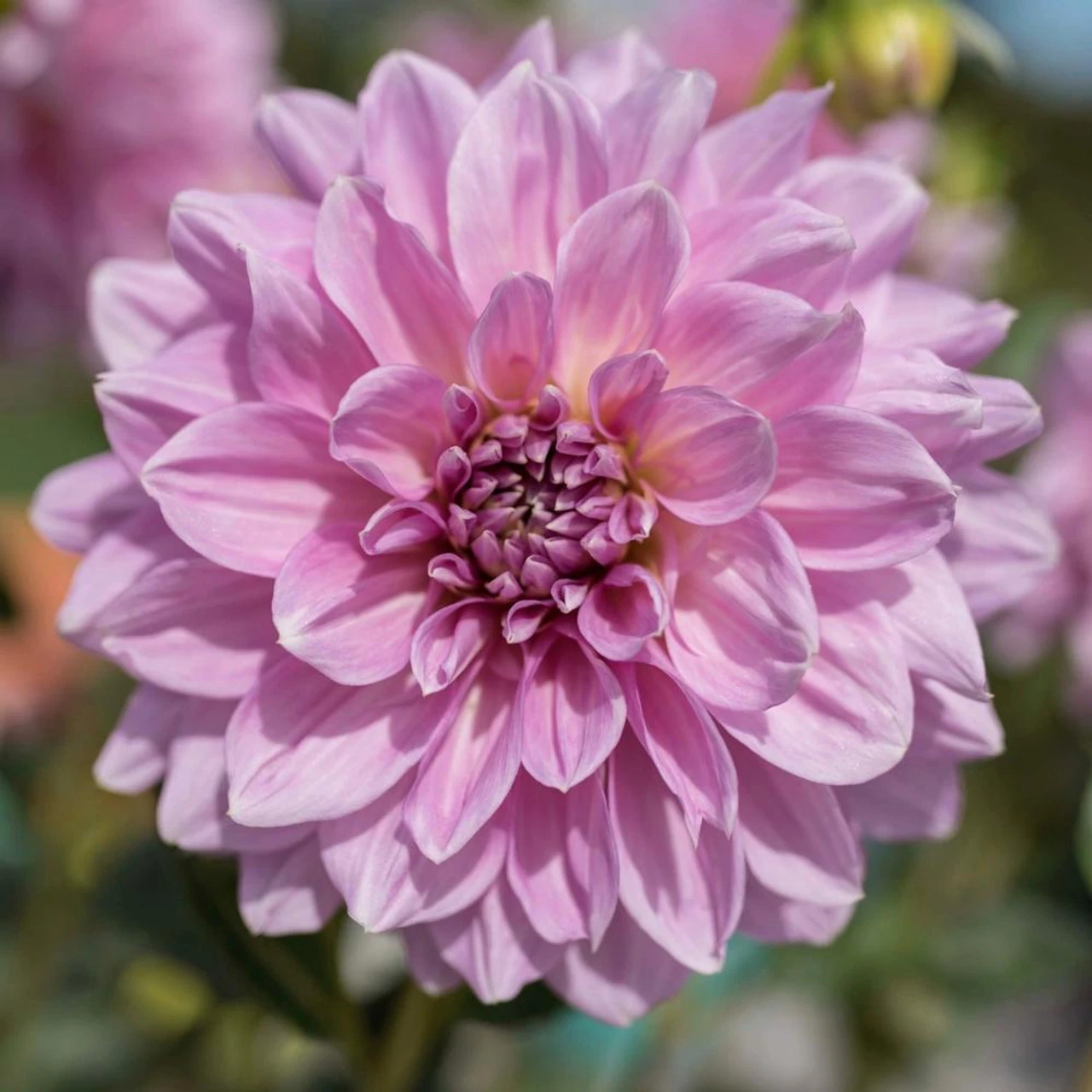 Dahlia Dinnerplate Lavender Perfection - Image 2