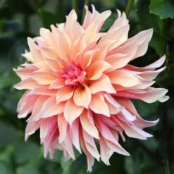 Dahlia Decorative Labyrinth