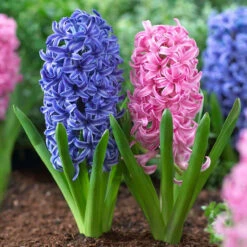 Hyacinth Orientalis Pink Pearl & Blue Jacket