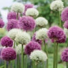 Allium Assorted Purple Sensation & Mount Everest