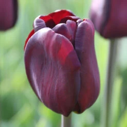 Tulip Triumph Continental