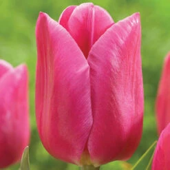 Tulip Triumph Involve