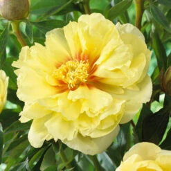 Peony Itoh Bartzella
