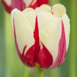 Tulip Single Late World Expression