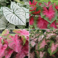 Caladium Assorted Collection For Shade
