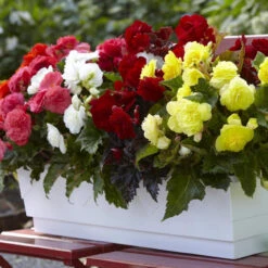 Begonia Non Stop Mix - Bulk Offer