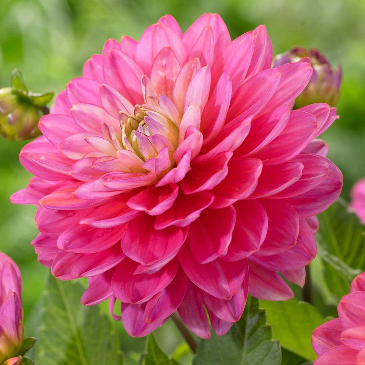 Dahlia Border Decorative Melody Pink Allegro