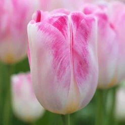 Tulip Triumph Infinity