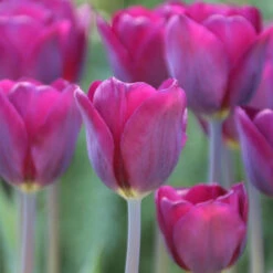 Tulip Triumph Purple Lady - Bulk Offer