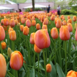 Tulip Single Late Dordogne - Bulk Offer