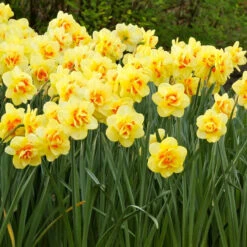 Daffodil Double Tahiti - Bulk Offer