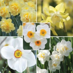 Daffodil Assorted Fragrant Daffodil Collection