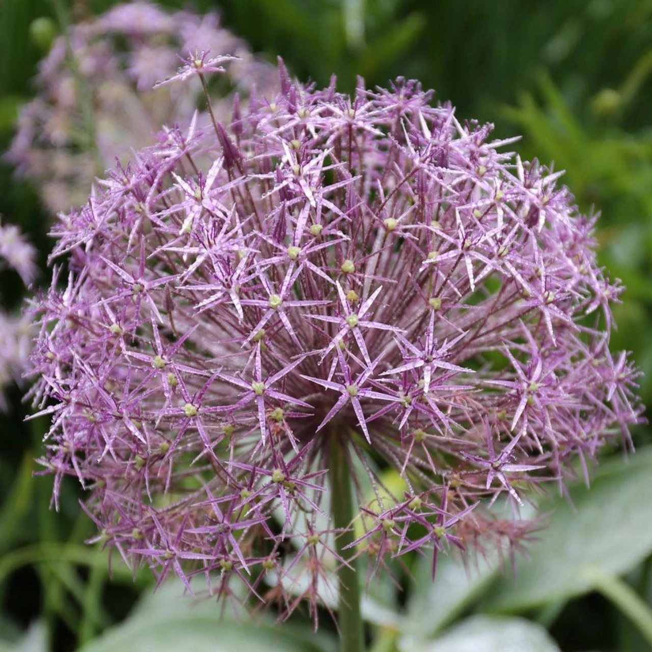 Allium Giant Christophii