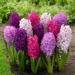 Hyacinth Orientalis Fierce Mix - Bulk Offer