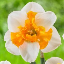 Daffodil Split Corona Love Call