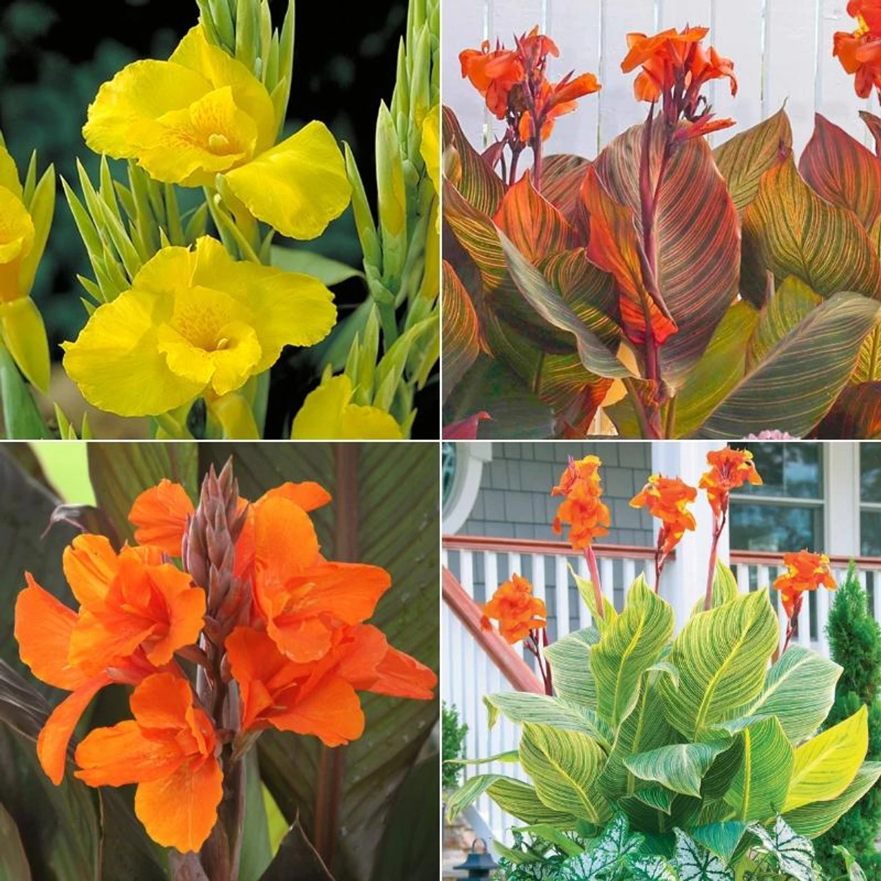 Canna Assorted Collection
