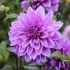 Dahlia Dinnerplate Lilac Time