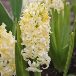 Hyacinth Orientalis City Of Haarlem