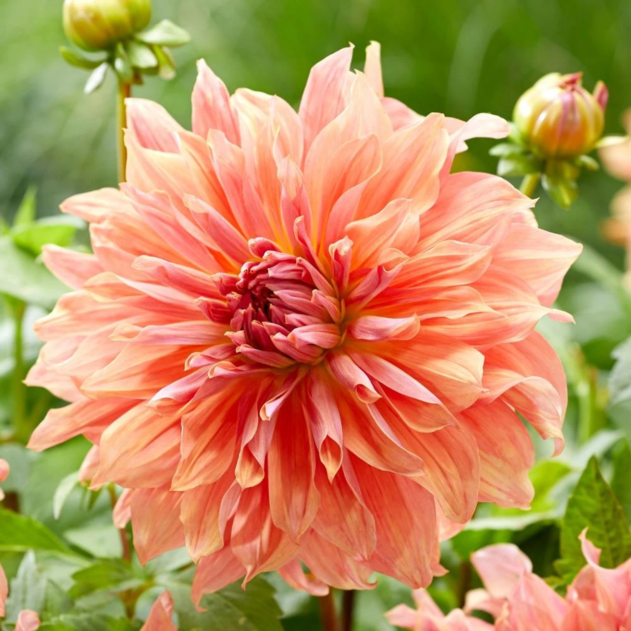 Dahlia Dinnerplate Belle Of Barmera
