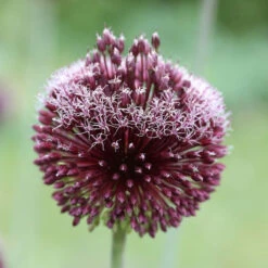Allium Forelock