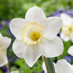 Daffodil Large Cupped Frosty Snow