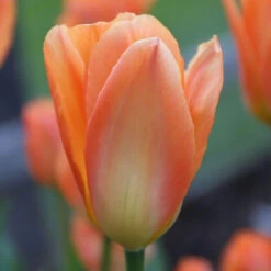 Tulip Fosteriana Orange Emperor