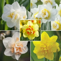 Daffodil Assorted Classic Double Daffodil Collection