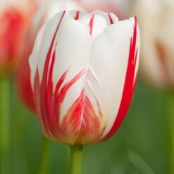 Tulip Triumph Carnaval De Rio