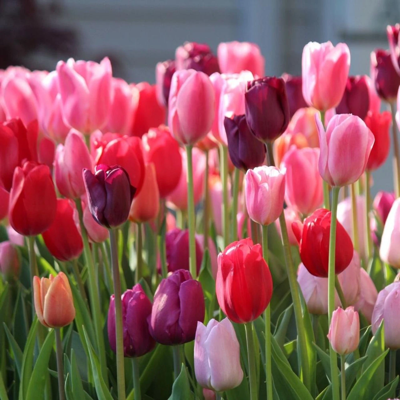 Tulip Triumph Purple Lady Mix - Bulk Offer