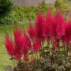 Astilbe Chinensis Mighty Chocolate Cherry