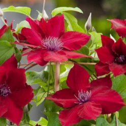 Clematis Standard Nubia