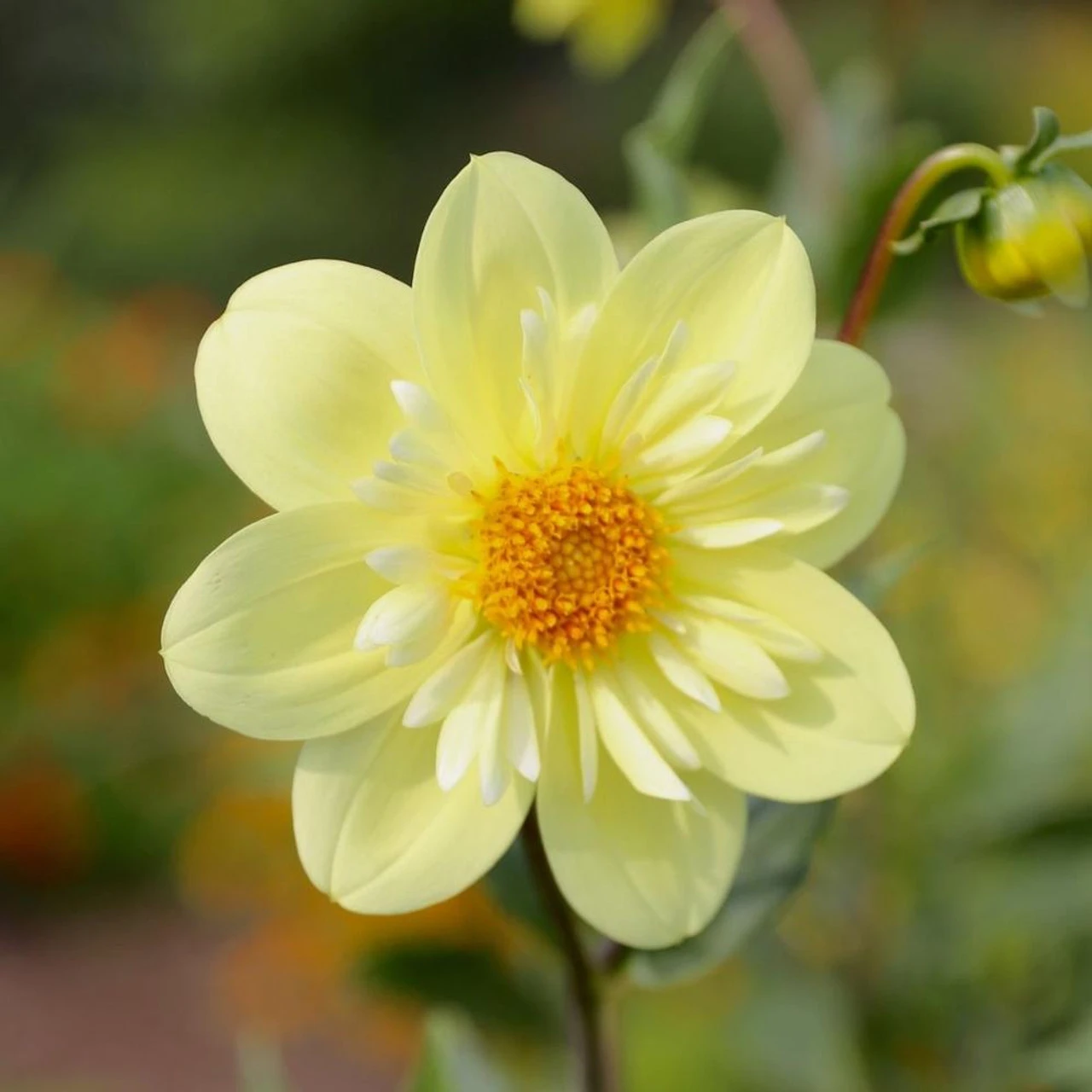 Dahlia Collarette Kelsey Sunshine