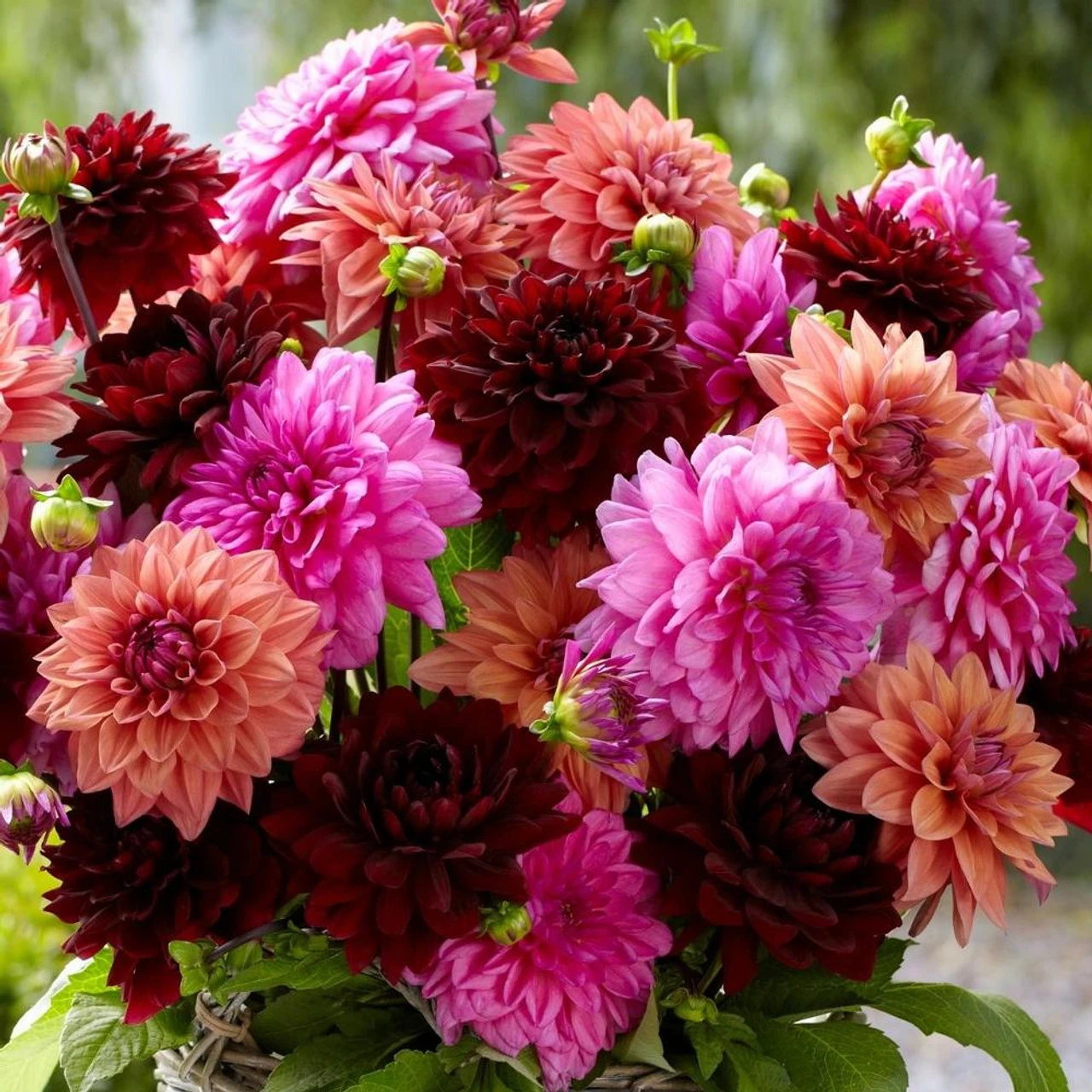 Dahlia Dinnerplate High Summer Mix - Bulk Offer