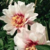 Peony Itoh Cora Louise