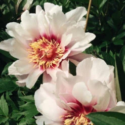 Peony Itoh Cora Louise