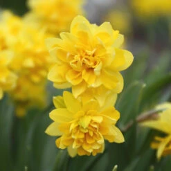 Daffodil Cyclamineus Tete Boucle