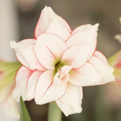 Amaryllis Double Elvas