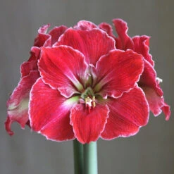 Amaryllis Single Magical Touch