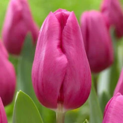 Tulip Triumph Purple Raven