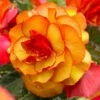 Begonia Upright Double Picotee Sunburst